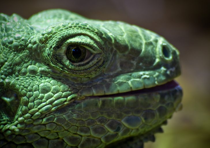 Close-up of Green Iguana